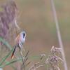 Bearded Tit